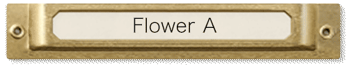 Flower A